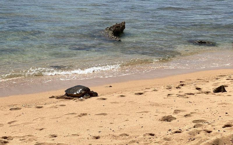 ハワイ・ノースショアの浜辺を歩く野生のホヌ(ウミガメ)