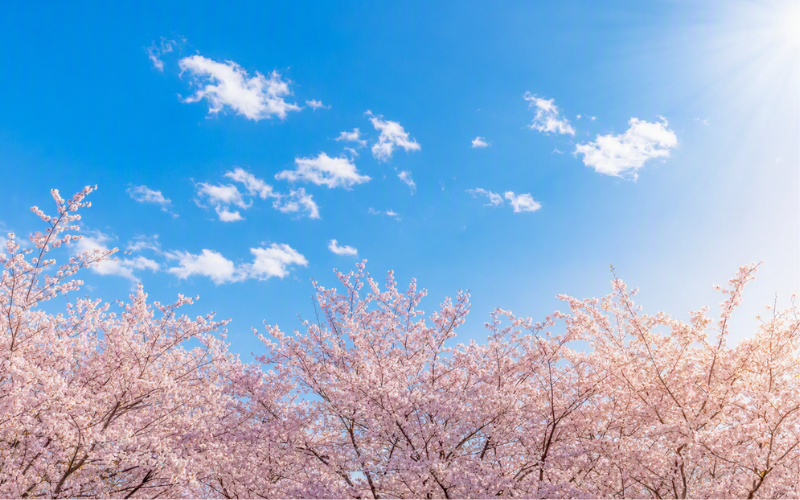 青空の下で満開に咲く桜と、やわらかな光が差し込む春の風景