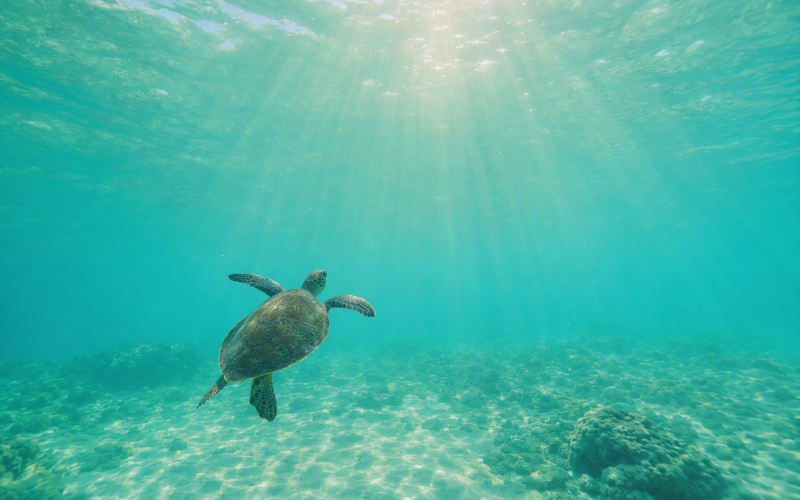 光が差し込む海の中を泳ぐウミガメ(ホヌ)