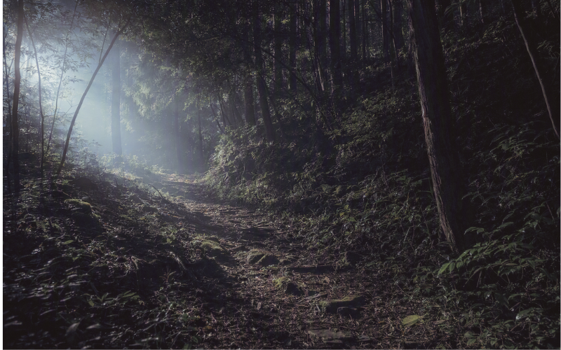 薄暗い森の中を続く小道の先に、淡い光が差している風景