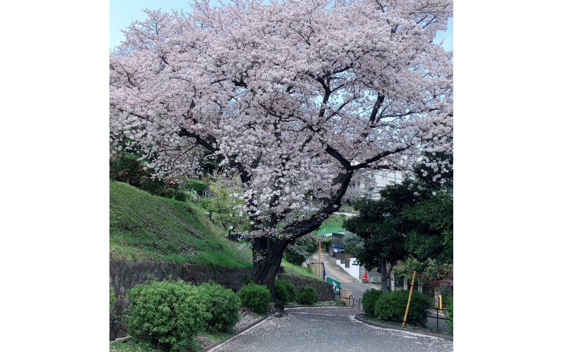 満開の桜の下をゆるやかに続く散歩道