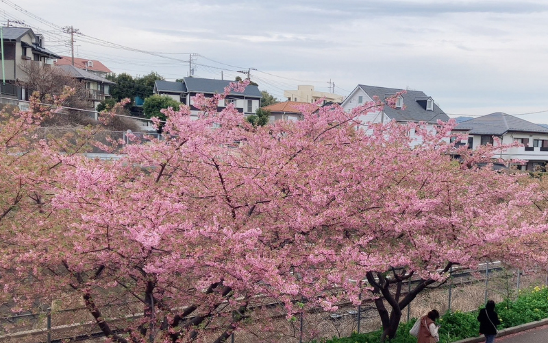 三浦海岸に咲く満開の河津桜
